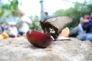 Stratford Butterfly Farm