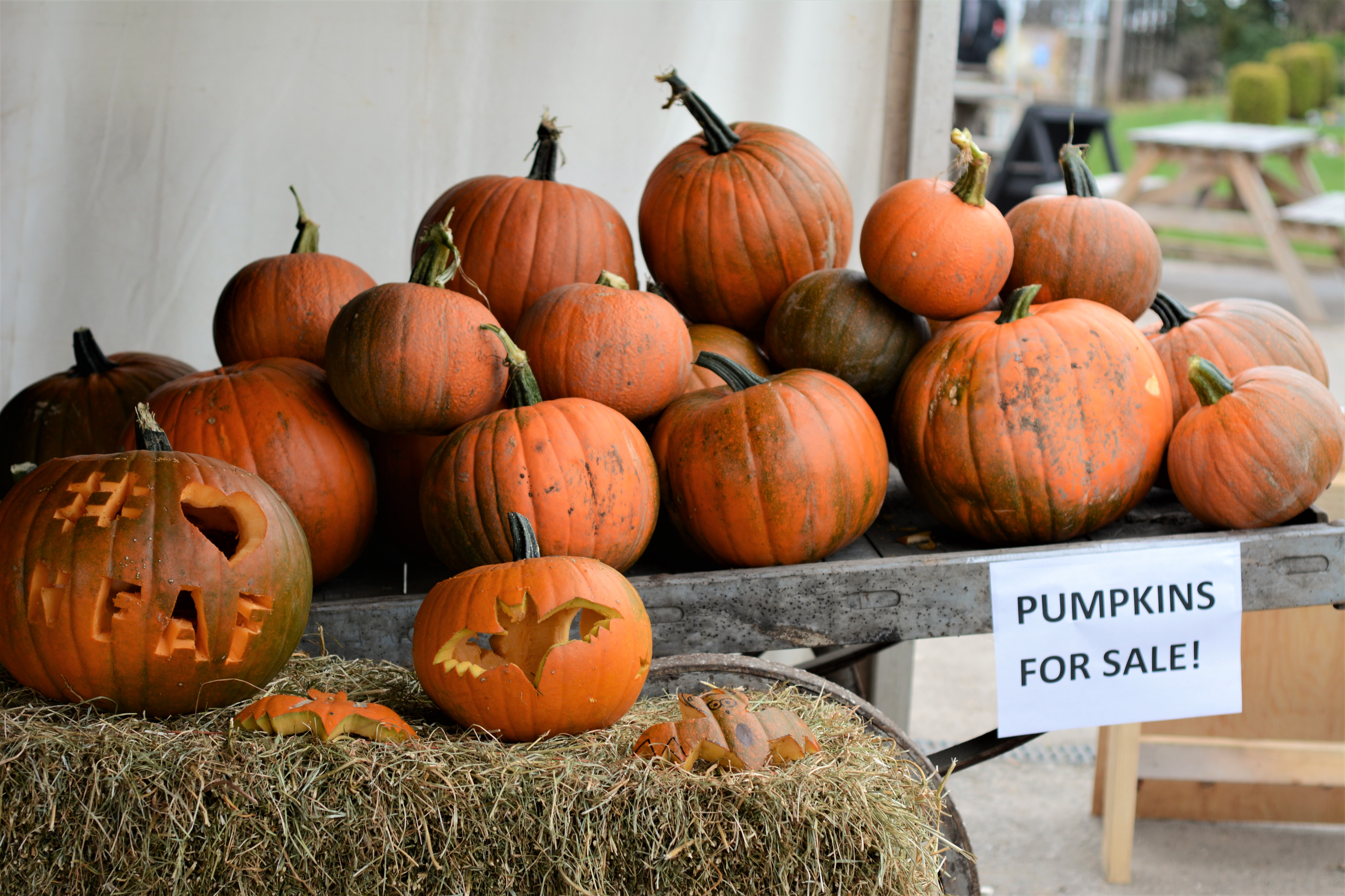 National Forest Adventure Farm Pumpkins