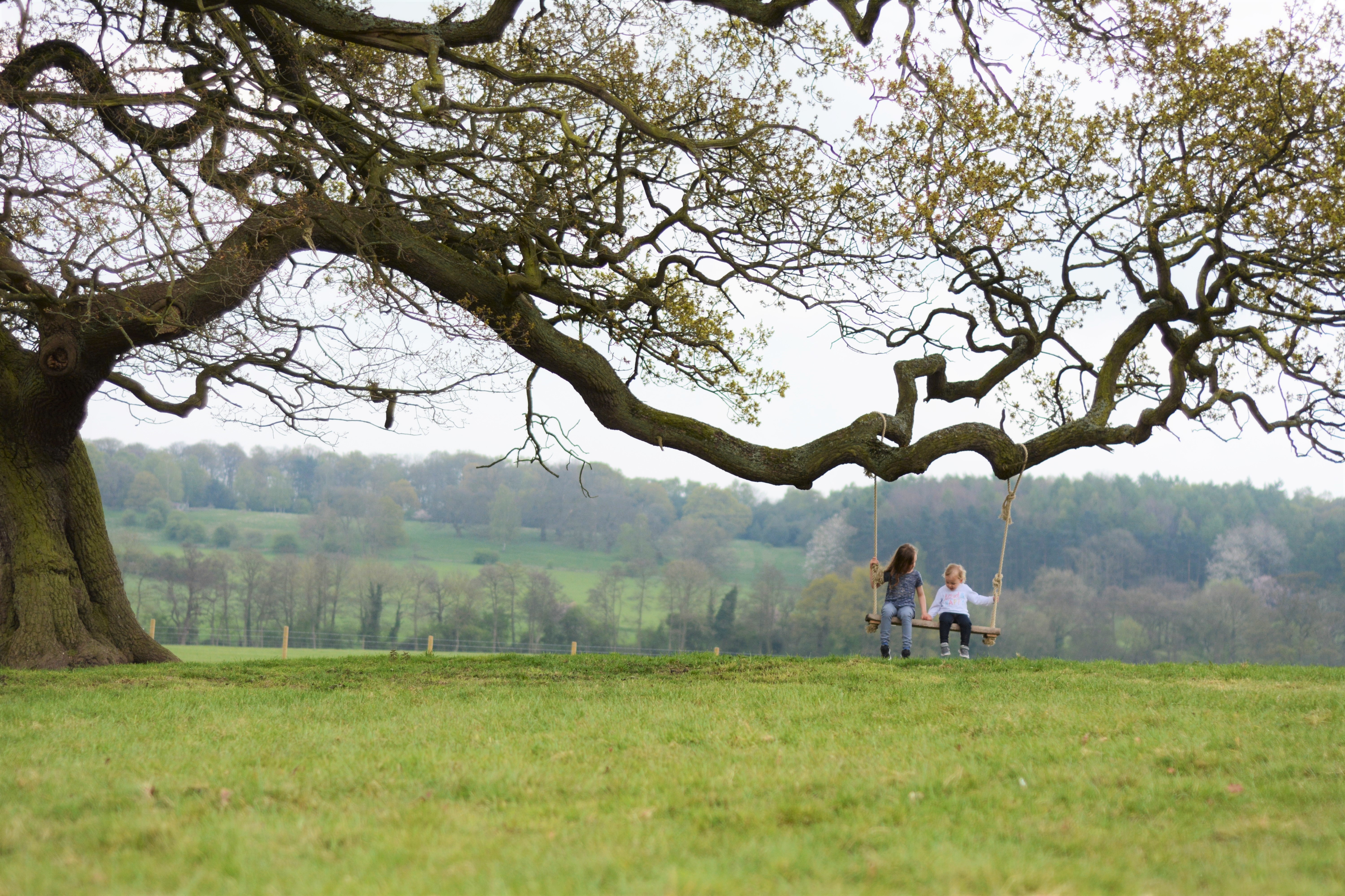 Sisters Siblings Bluebells tree swing