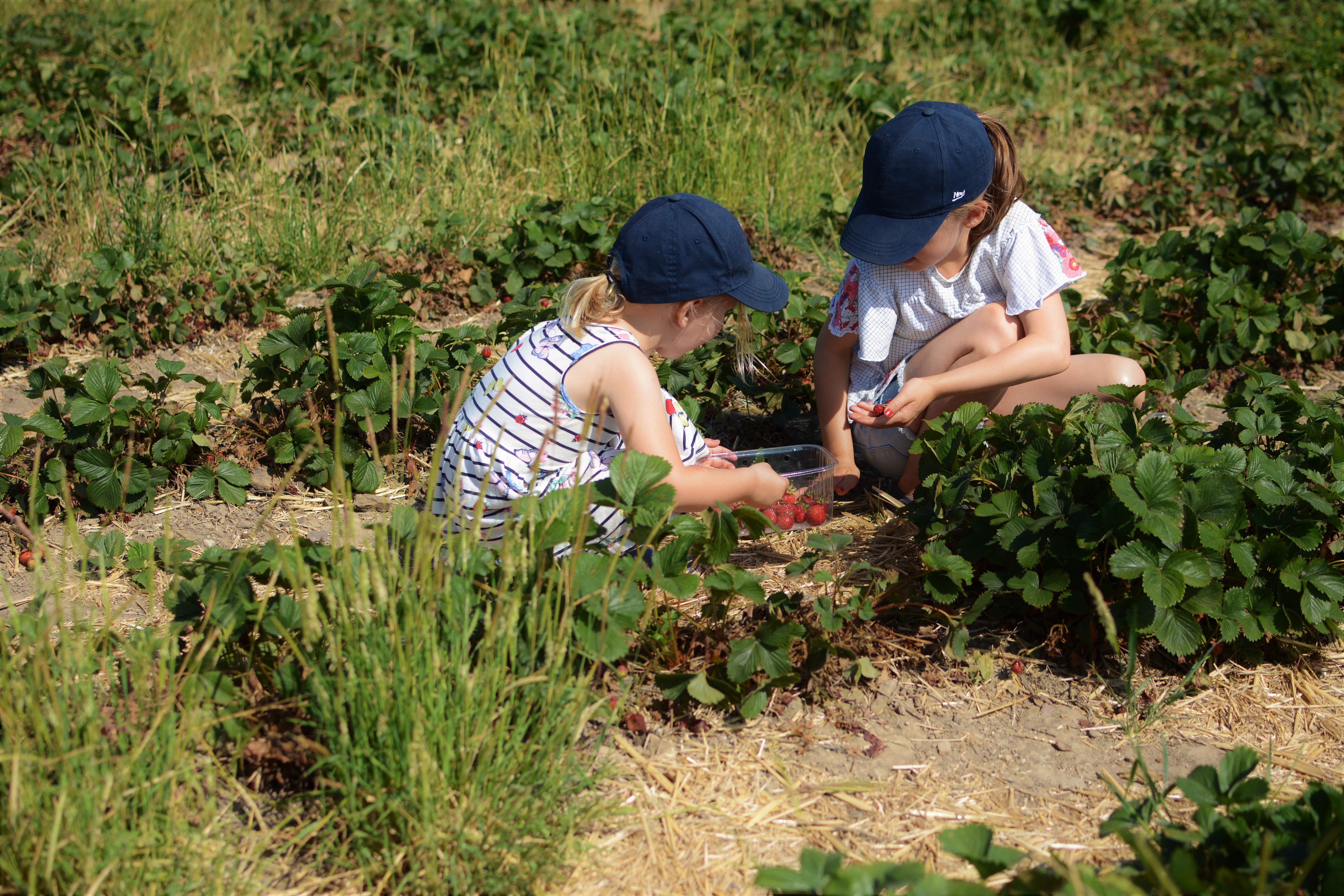 Siblings Sisters July 2018 Scaddows Strawberry picking
