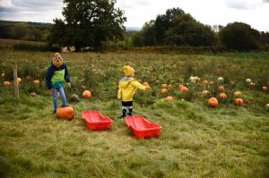 pumpkin patch picking shadows farm Derbyshire