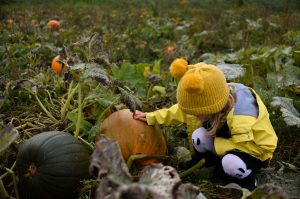 pumpkin patch picking shadows farm Derbyshire