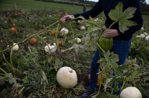 pumpkin patch picking shadows farm Derbyshire