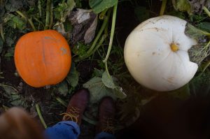 pumpkin patch picking shadows farm Derbyshire