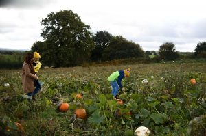 pumpkin patch picking shadows farm Derbyshire