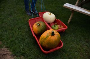 pumpkin patch picking shadows farm Derbyshire