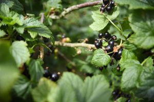 blackcurrants on the bush