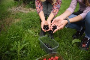 picking blackcurrants at scaddows